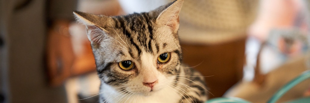 Nur in Mini-Schritten sollte eine Zweitkatze mit der Erstkatze vergesellschaftet werden.