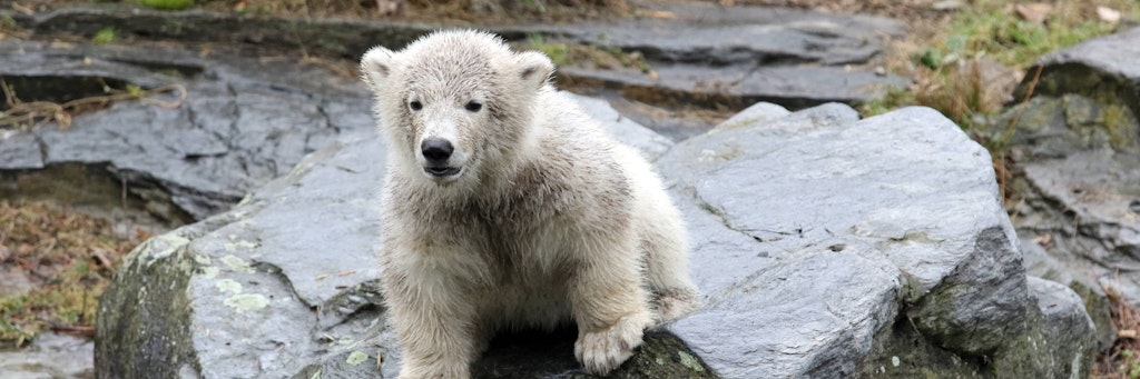 So süß zeigte sich Eisbär-Mädchen Hertha im Frühjahr 2019 erstmals den Besuchern.