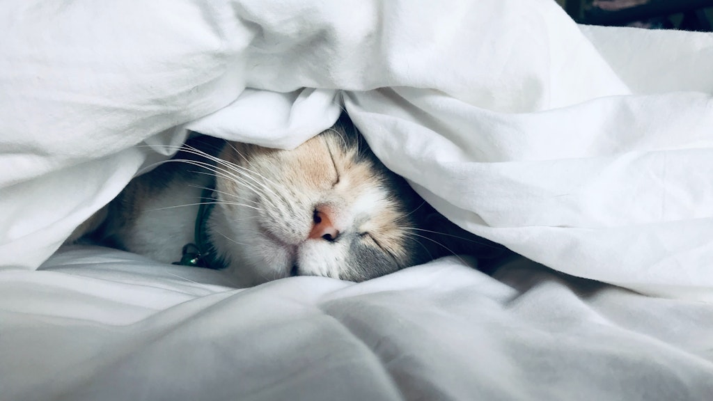 Die Katze ist ein Gewohnheitstier.