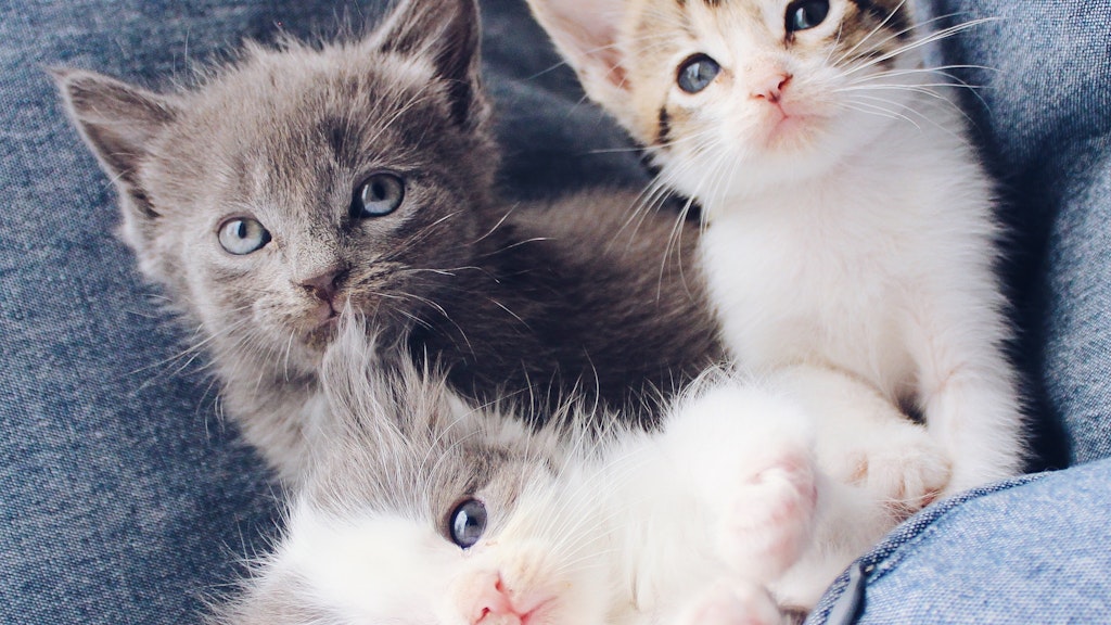 Nur in Mini-Schritten sollte eine Zweit- oder Drittkatze mit der Erstkatze vergesellschaftet werden.
