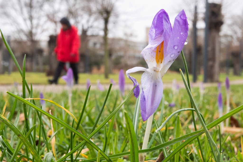 Ein schon fast verblühter Krokus auf einer Grünfläche (Symbolfoto.