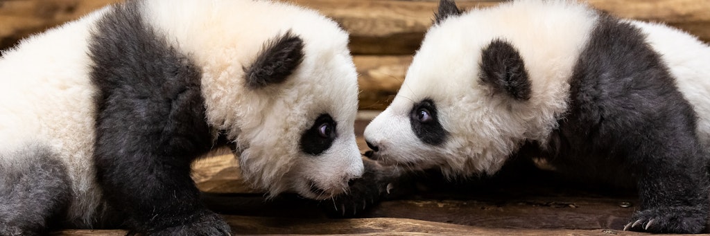 Die Panda-Zwillinge im Zoo: Die kommentierten Fütterungen fallen aus.