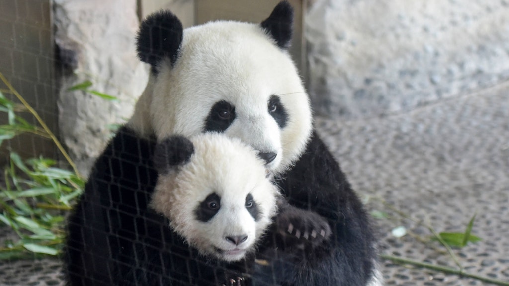 Pit und Paule im Berliner Zoo
