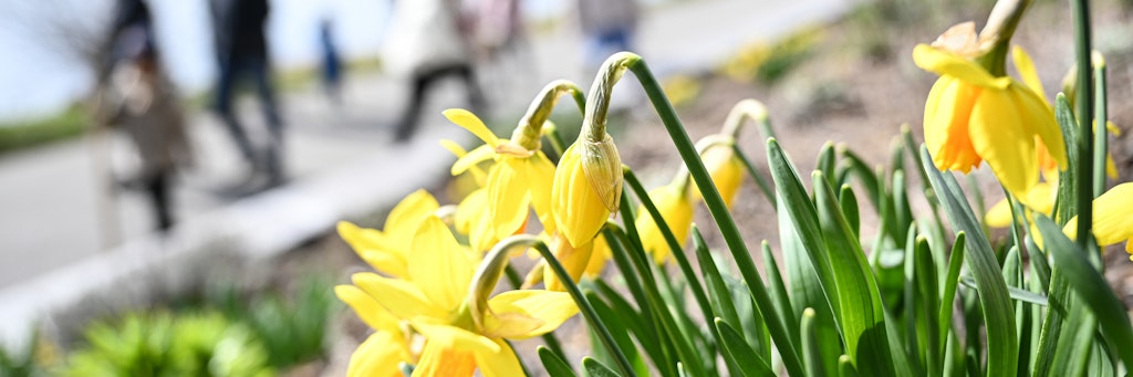 Osterglocken an einer Uferpromenade. Den Frühblühern könnte am Wochenende der Kältetod drohen.