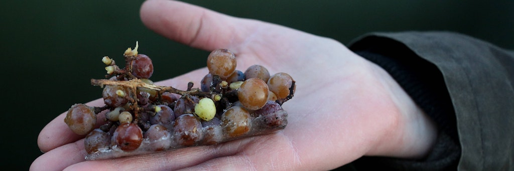 Bei Temperaturen um -10 Grad werden die letzten Trauben gelesen um daraus den Eiswein herzustellen - das war in diesem Winter erstmals bundesweit nicht möglich.