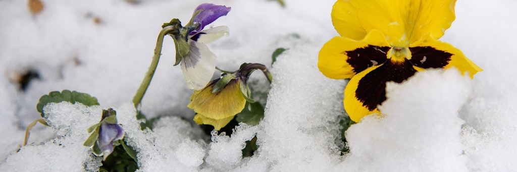 Mit Schnee bedeckte Stiefmütterchen (Symbolfoto).