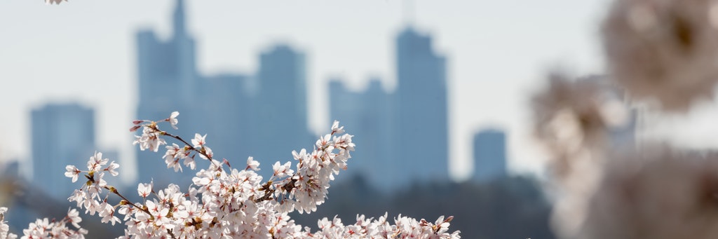 Kirschblüten blühen auf dem Lohrberg vor der Skyline (Symbolbild).