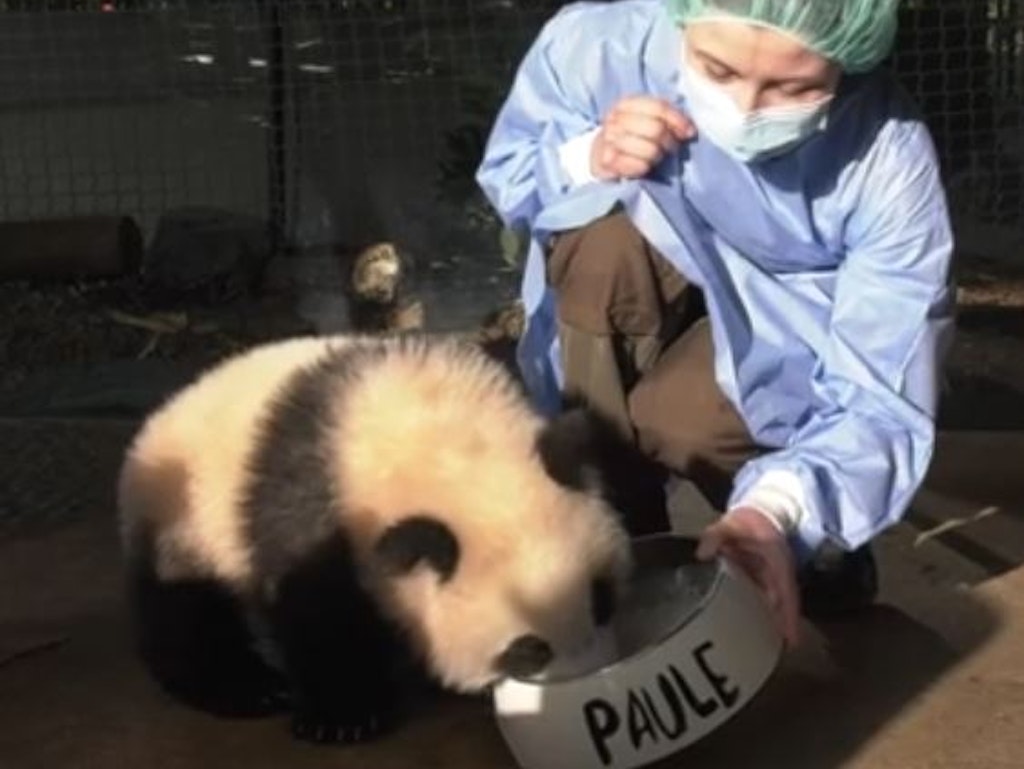 Panda-Kind Paule schlabbert seine Milch statt aus der Flasche nun aus dem Näpfchen.