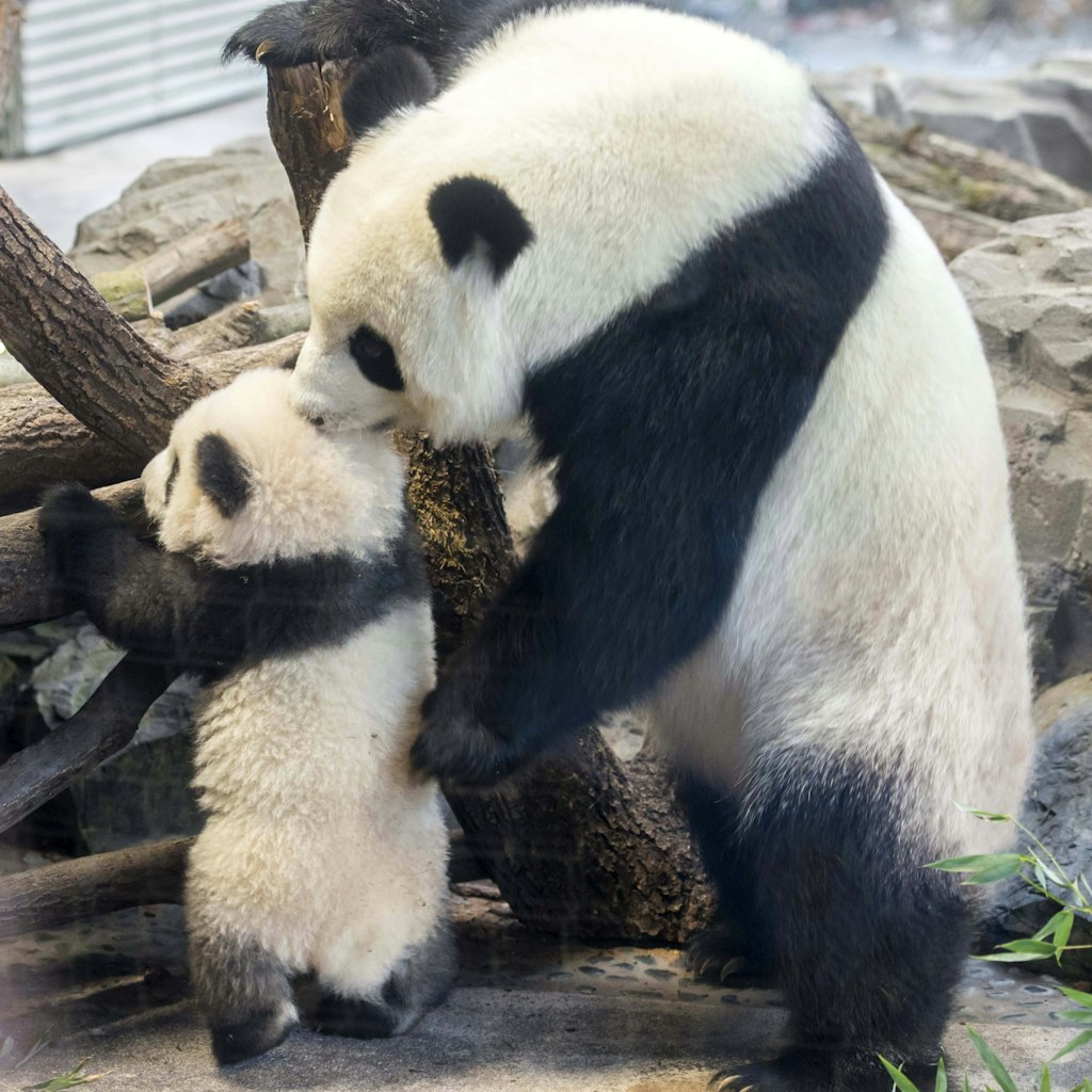 Familie Panda schmust unter Ausschluss der Öffentlichkeit.