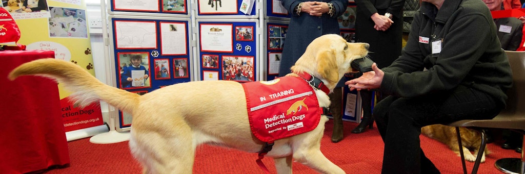 Hunde sollen im Kampf gegen Corona helfen.