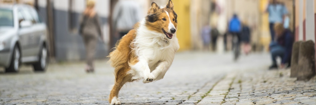 Eine quirlige „Lassie“ auf der Leinwand. Tierische Film-Stars lösen bei Zuschauern oft den Wunsch aus, auch so ein Tier zu besitzen.