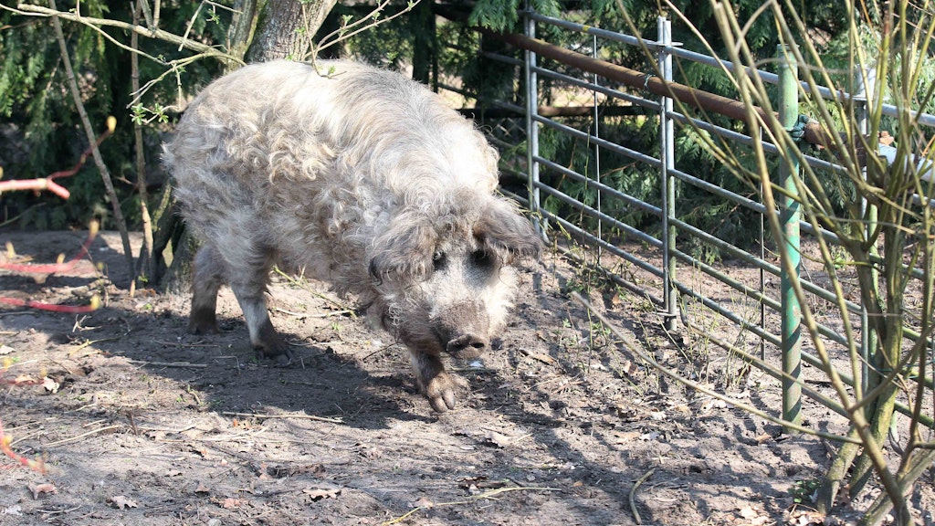 Wollschwein Bam-Bam fühlt sich in Neuenhagen wohl.