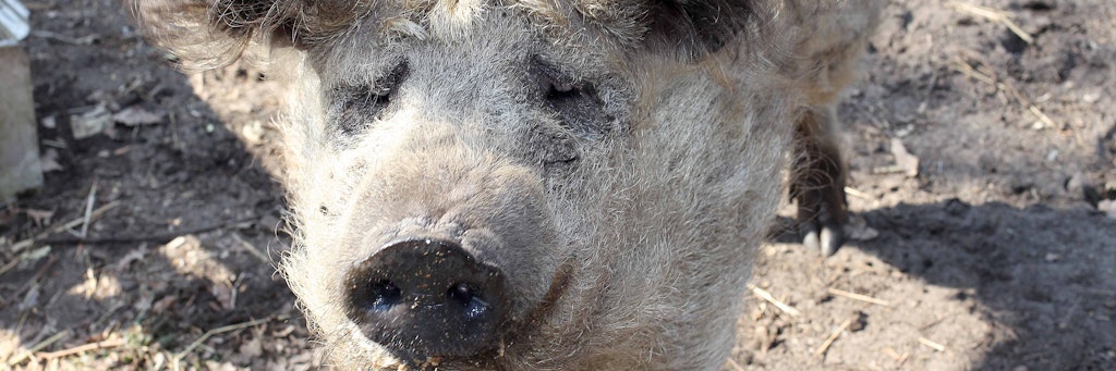 Pebbles wohnt nun in Neuenhagen, aber getrennt von Bam-Bam – denn die Schweine sind sehr futterneidisch.