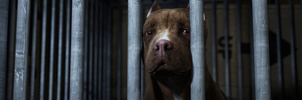 Pitbull (Symbolbild)