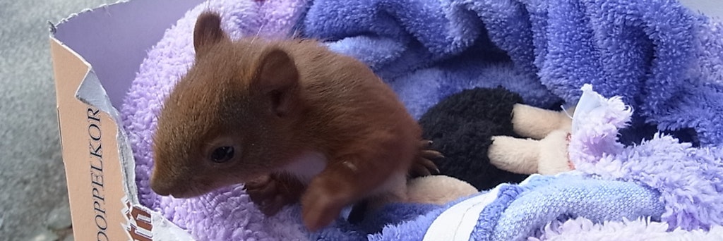 Willi war vor einigen Jahren aus dem Nest am Mast gefallen.