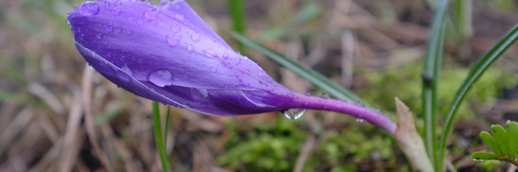 Regentropfen hängen an der geschlossenen Blüte eines Krokusses - April-typisches Wetter erwartet uns auch am Wochenende. 