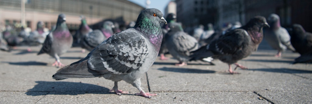 Die Stadttauben sind bedroht – sie ernähren sich von dem, was wir übrig lassen.