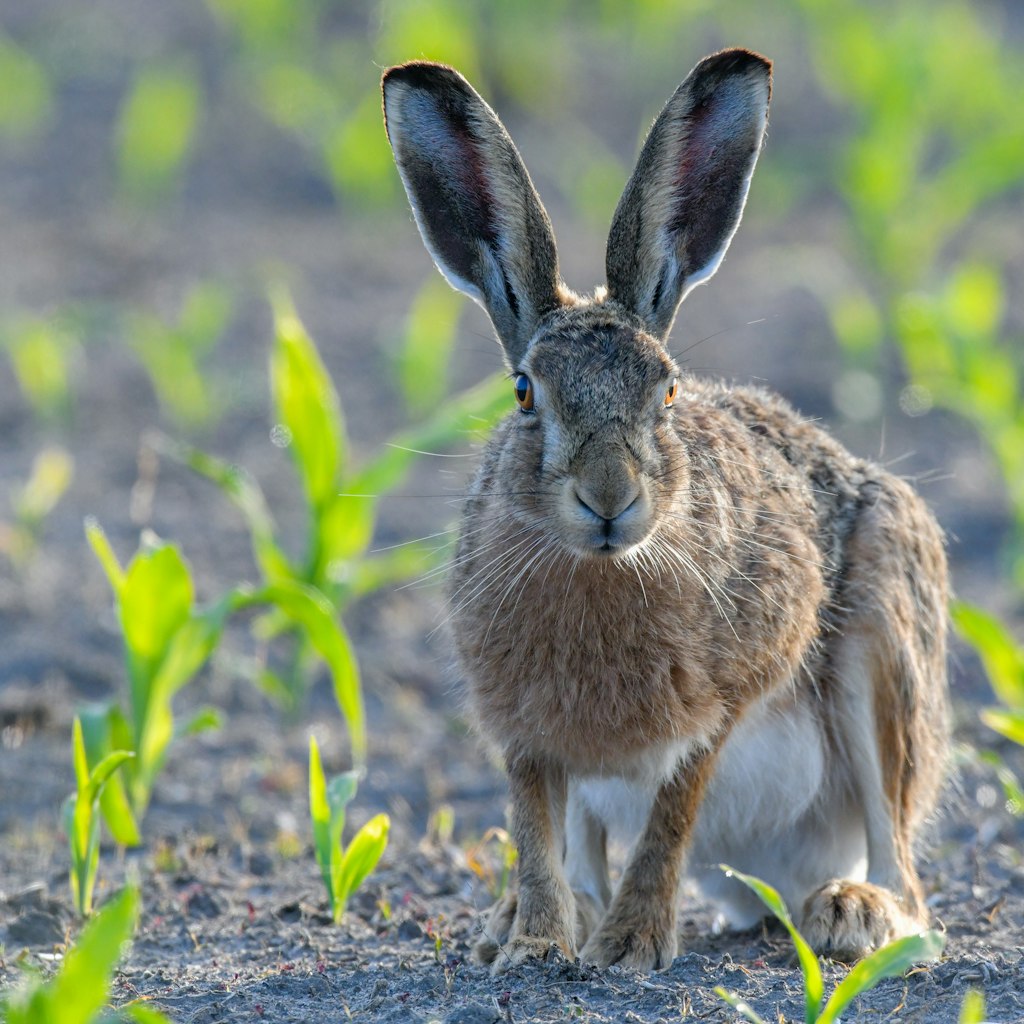 Mein Name ist Hase, genauer Feldhase. Oder auch Lepus europaeus. Manche glauben, dass ich zu Ostern Eier bemale und ausliefere. Nun ja ... 