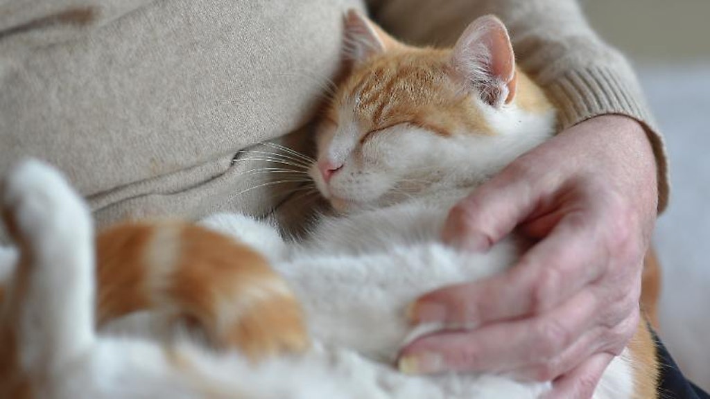 Katzen helfen: Es sind vor allem Momente der Zweisamkeit, in denen Haustiere den Menschen während der Corona-Quarantäne helfen.