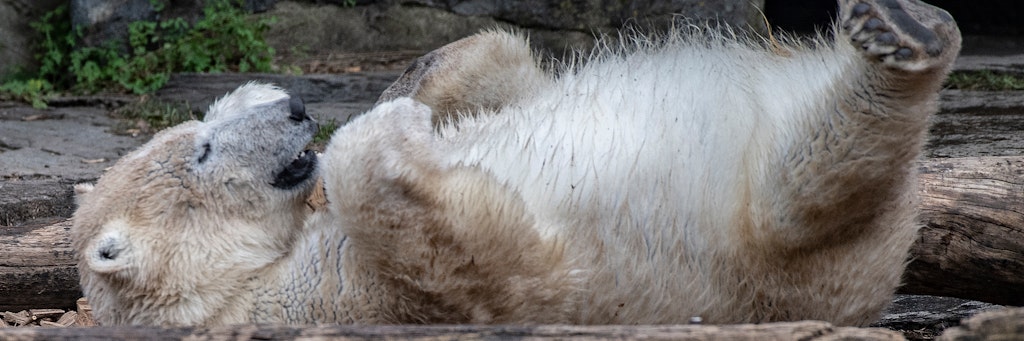 Bekommt bald wieder Besuch: Eisbär-Nachwuchs Hertha spielt ausgelassen in ihrem Gehege im Tierpark.