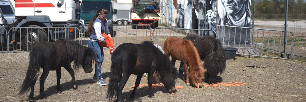 Der Zirkus erhält Futterspenden aus der Nachbarschaft, hier ein Sack Möhren für die Tiere. 