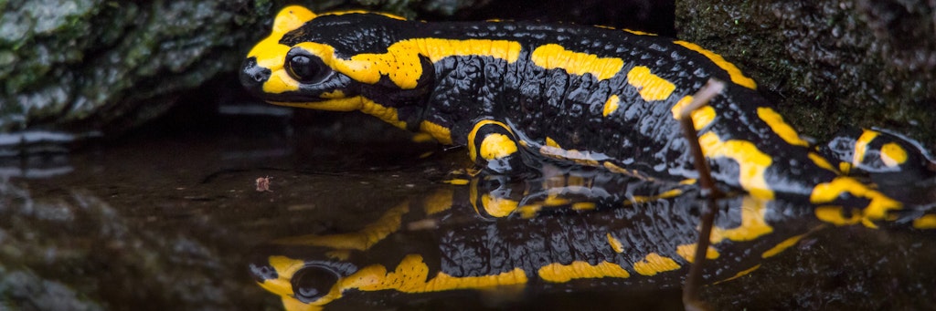 Ein Feuersalamander.