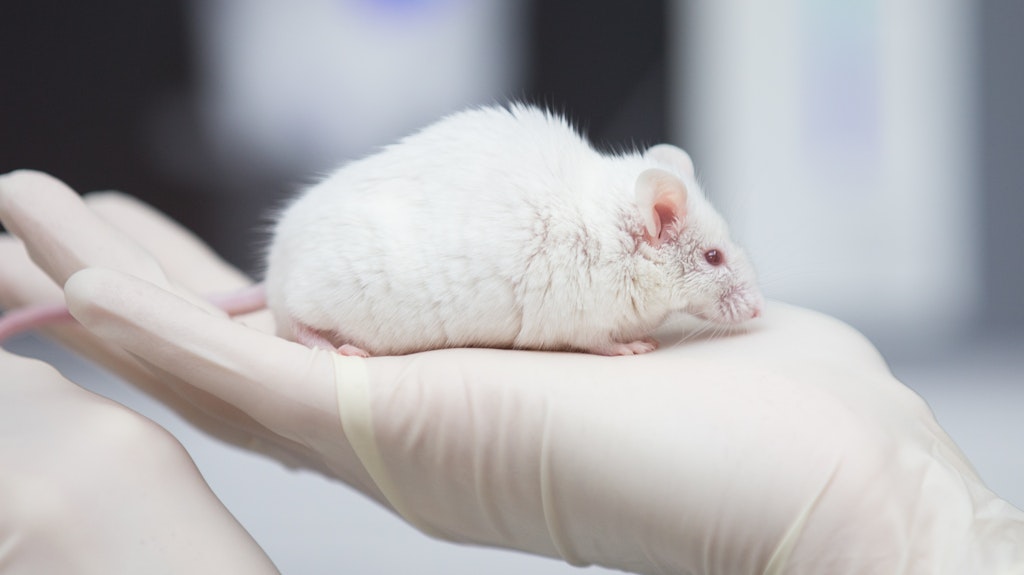 Eine wissenschaftliche Mitarbeiterin einer tierexperimentellen Forschungseinrichtung hat in einem Labor eine Maus in der Hand. 