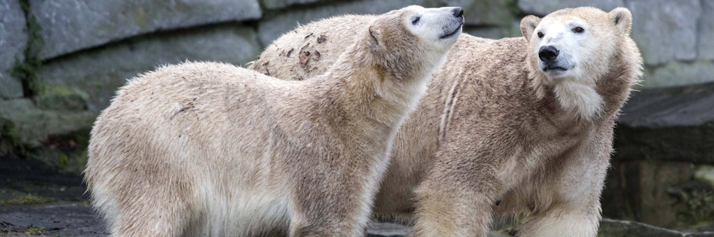 Im Tierpark sind sie wieder zu bestaunen: Eisbärin Tonja und ihre recht großgewordene Tochter Hertha.
