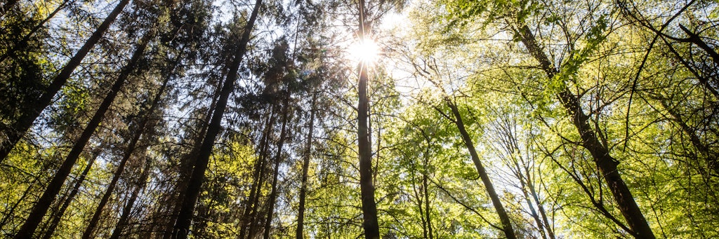 Eine 25 Meter hohe Fichte mit einem Durchmesser von 45 Zentimetern zieht in ihrem Leben etwa 1800 Kilogramm CO2 aus der Luft.