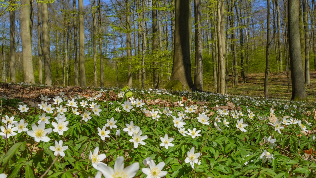 Nicht nur Bäume, auch Wiesen speichern CO2.