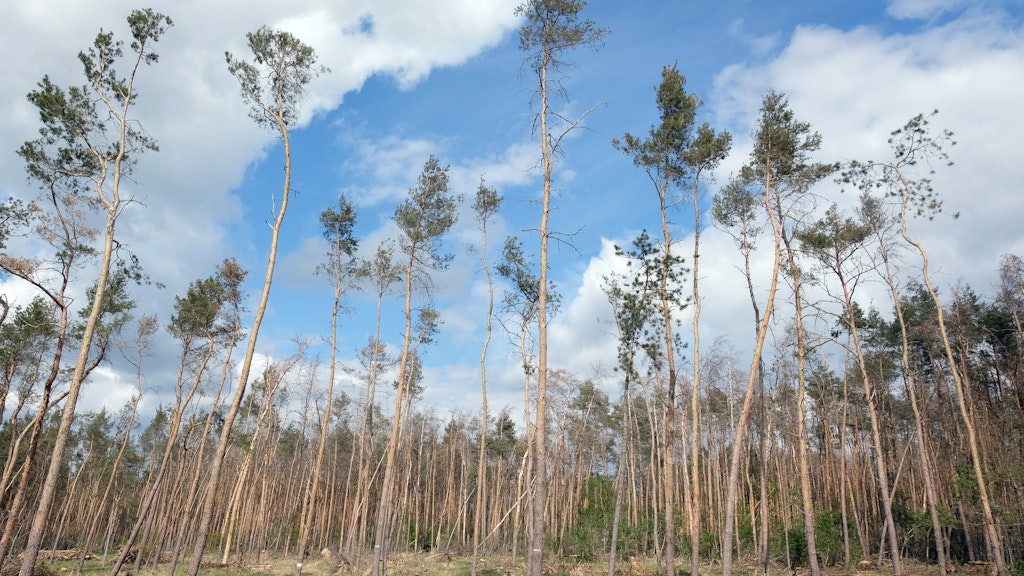 Ein Kiefernwald in Nordsachsen. Durch die Dürre der vergangenen zwei Jahre sind schon viele Bäume wegen des einhergehenden Borkenkäferbefalls gefällt. In Sachsen gab es im April 2020 bisher nur fünf Prozent des sonst üblichen Niederschlages. 