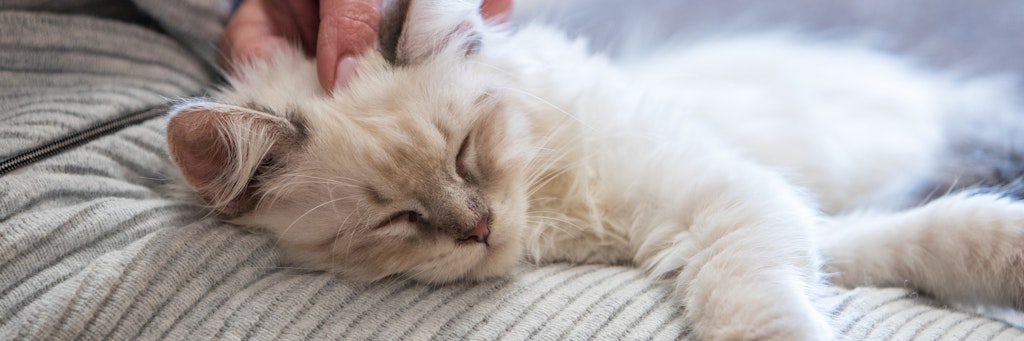 Ob Katzen das neue Coronavirus übertragen können, wird von der Wissenschaft untersucht. Ausgeschlossen ist es nicht, Experten sehen aber keinen Grund zur Sorge.