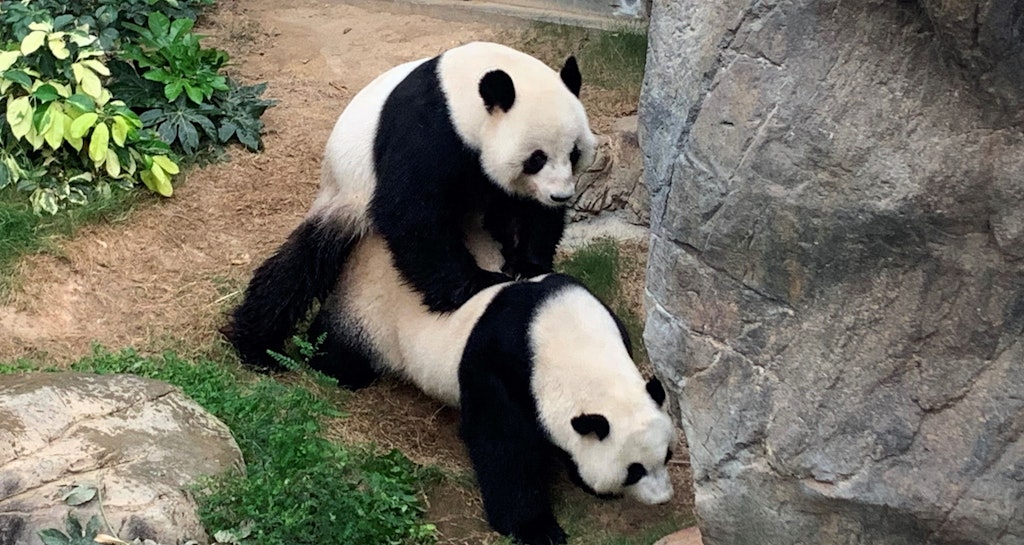 Ying Ying und Le Le paaren sich endlich. 
