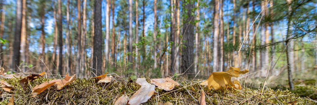 So sieht es in unseren Wäldern aus: Trockene Rinde und Kiefernnadeln liegen auf dem Boden in diesem Kiefernforst bei Eberswalde. Die Schäden an der Natur werden sich bei einer Fortdauer der Trockenheit noch einmal verstärken.