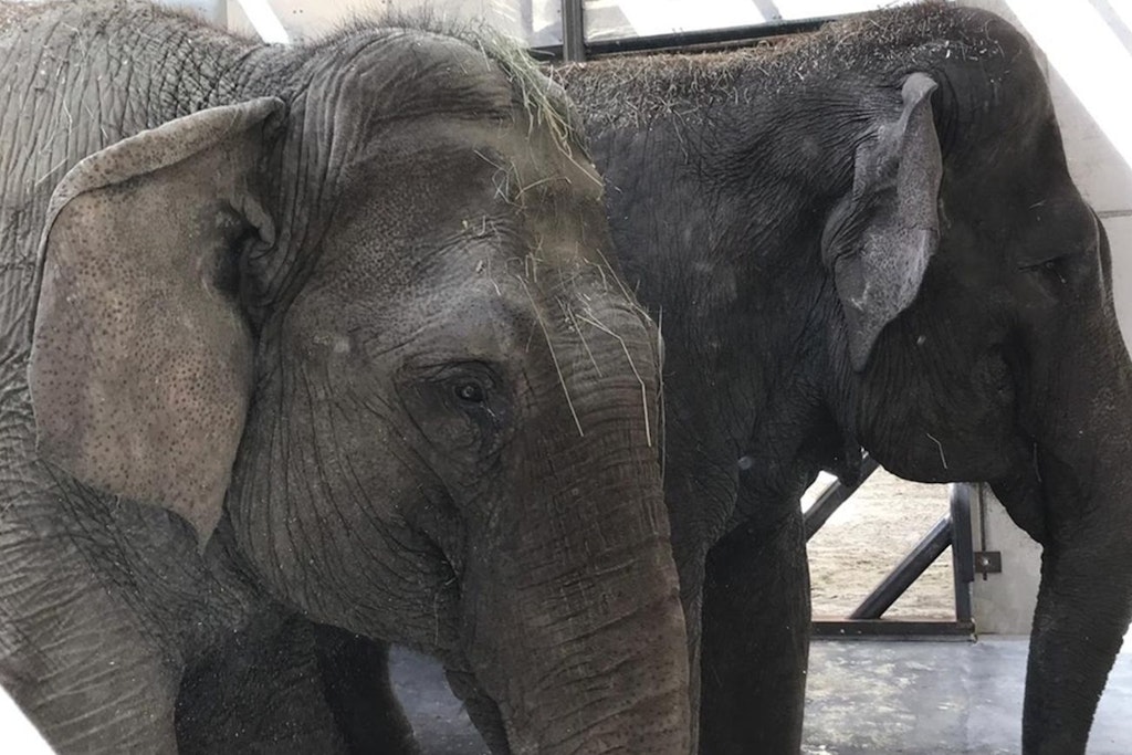 Die Berliner ElefantenDamen Louise und Frosja sind im Zoo Augsburg angekommen.