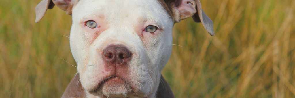 Ein Hund der Rasse Old English Bulldog (Symbolbild).