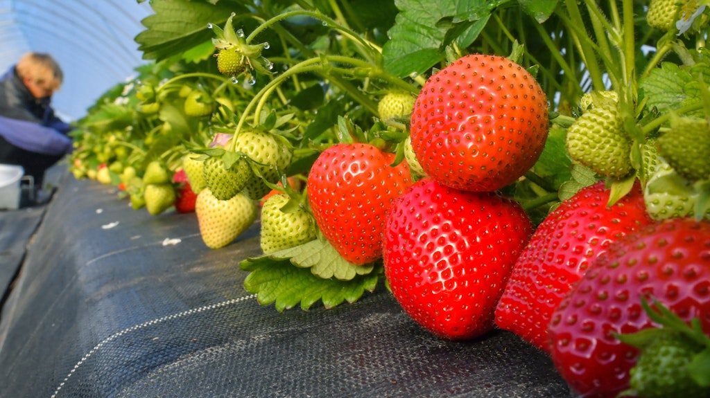 Eine polnische Erntehelferin pflückt in einem Folienzelt in Brandenburg reife Erdbeeren. 