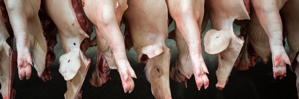 Die Union fürchtet um das Tierwohl, wenn Vieh im Ausland geschlachtet wird.