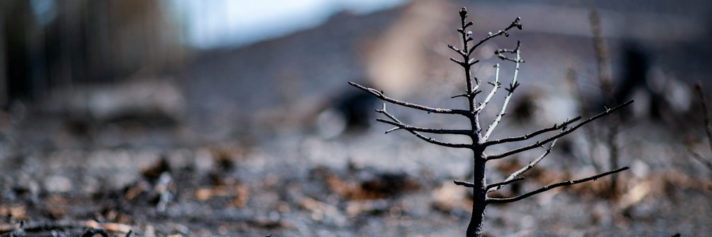 Brandenburg ist mit Abstand das Bundesland mit den meisten Waldbränden.