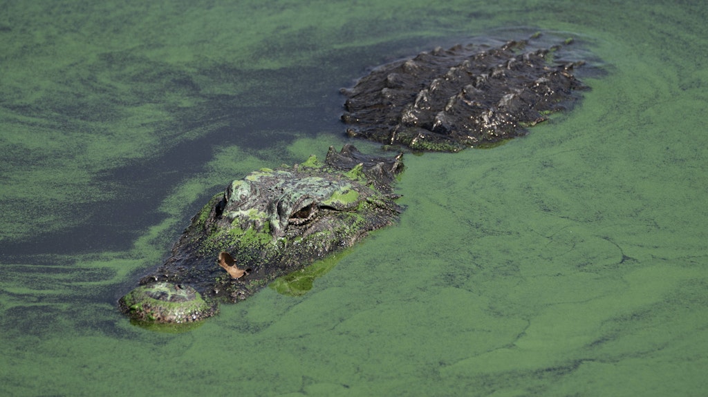 Symbolbild Alligator