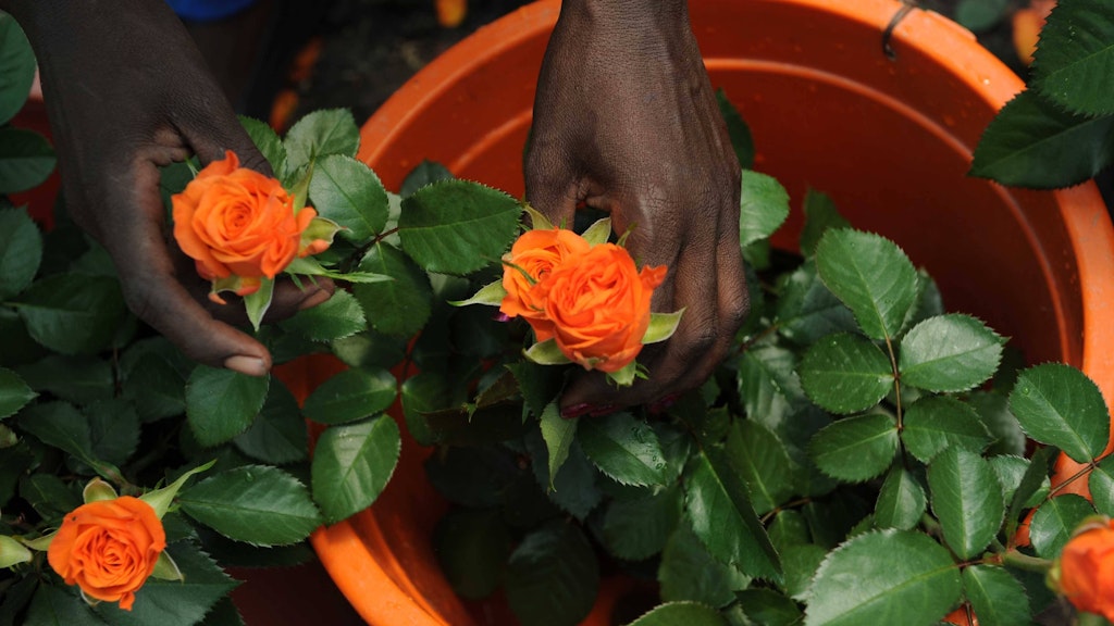 Eine Rose benötigt bis zu ihrer Schnittreife etwa bis zu drei Liter Wasser.