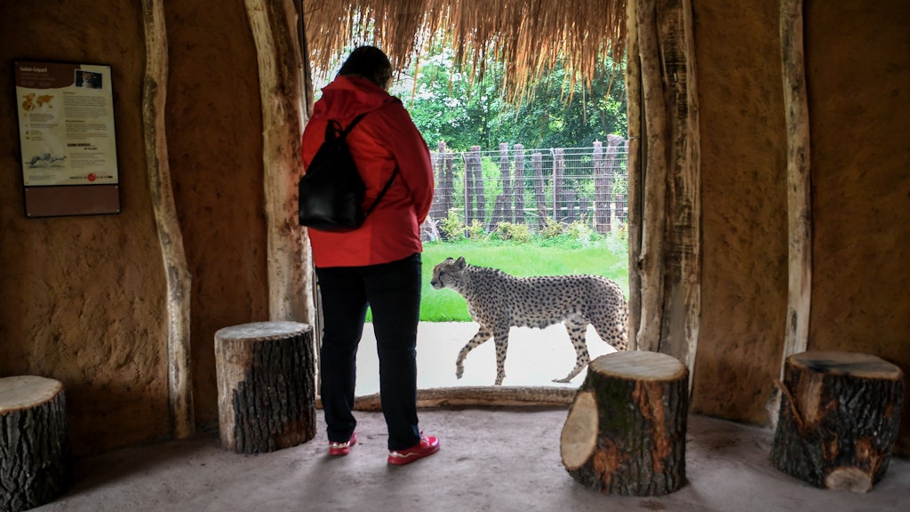 Keine Gitter, dafür Glasscheiben: So können Besucher in dem Nachbau einer afrikanischen Hütte das Gepard-Männchen Rufaa fast hautnah erleben.