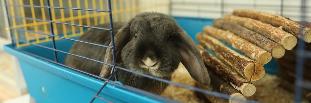 Dieses Schlappohr muss nun im Tierheim leben - ab Freitag soll das Kaninchen aber in die Vermittlung gehen.