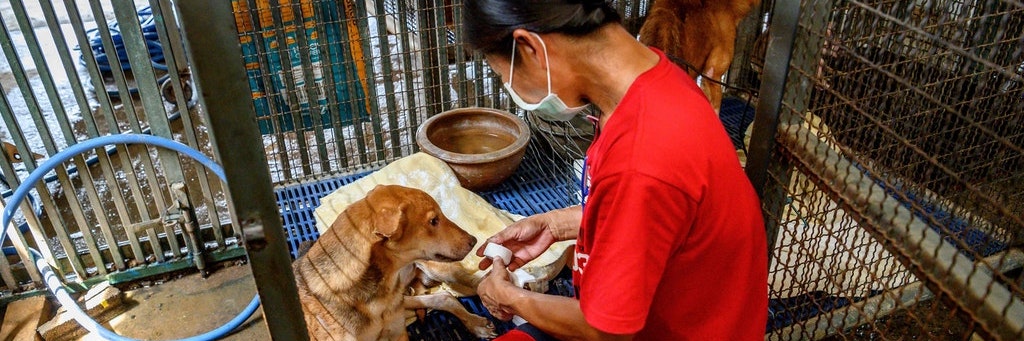 Verletzte Hunde werden von den Mitarbeitern in Einzelkäfigen versorgt.