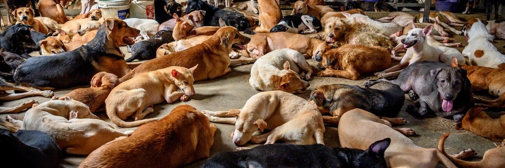 Asyl für Streuner: Im Zwinger von Yutima Preechasuchart und ihren Helfern leben über 2000 Hunde und etwa 300 Katzen auf engstem Raum.
