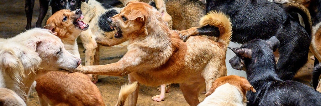 Hundeleben im Hundezwinger: In „Auntie Ju’s Shelter for Stray Dogs“ sind die Tiere gerettet, aber trotzdem verloren.