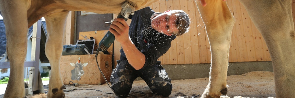 Tobias Guggemos, Kuhfitter und Landwirt, schert auf seinem Bauernhof die vierjährige Swiss-Brown Kuh Granit. 