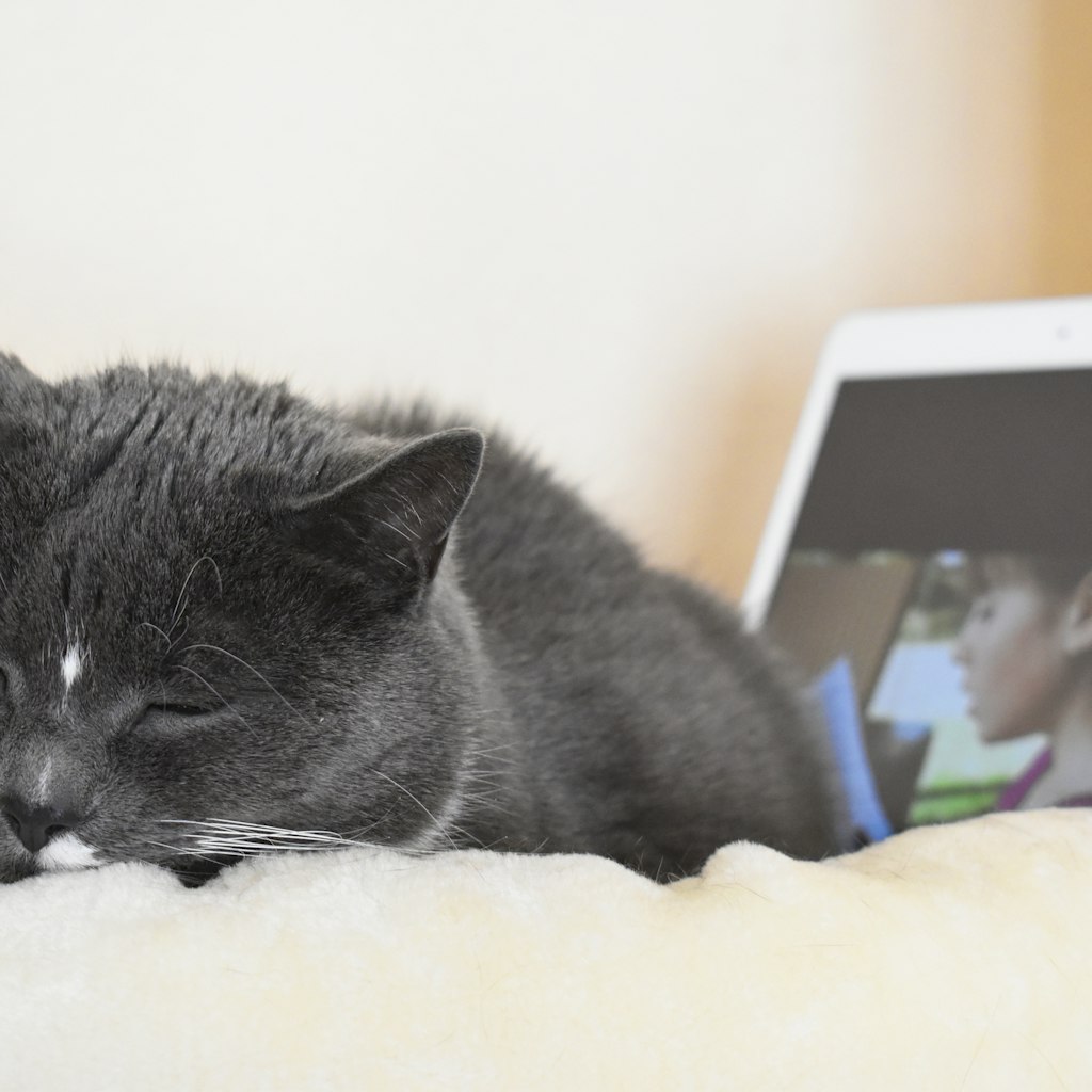 Die Katzen genießen das regelmäßige Vorlesen. 