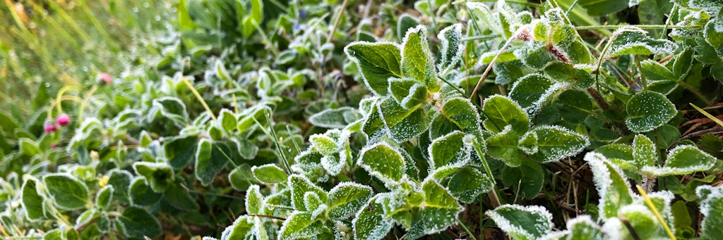 Bodenfrost ist in den nächsten Tagen nicht ausgeschlossen.
