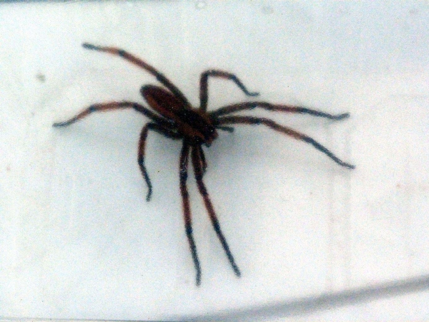 Diese Spinne saß zwischen den Bananenstauden.